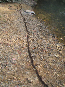 03 Epreuve 2   Les Fourmis Rouges